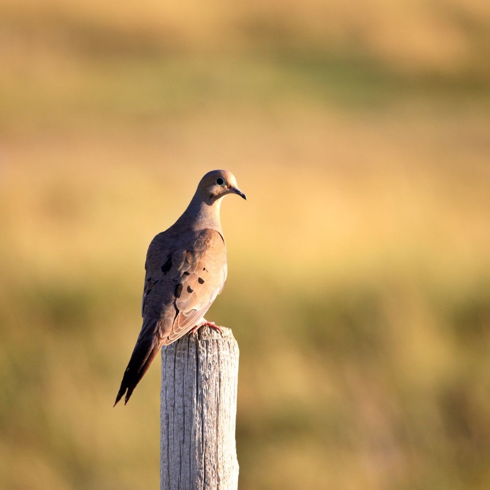 Bird perched on a wooden post