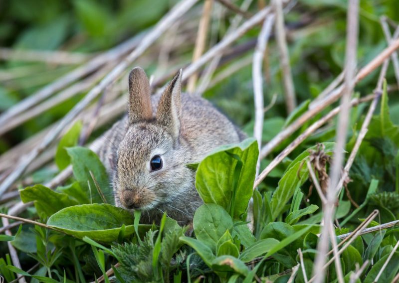 Wild bunny hiding behind leaves
