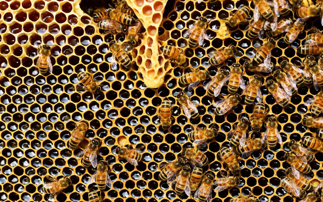 Beehives Arrive at Serenity Ridge