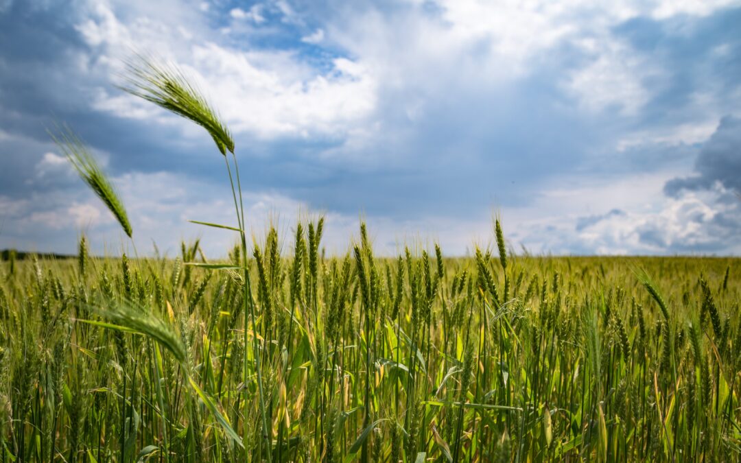 Sowing Seeds of Healing