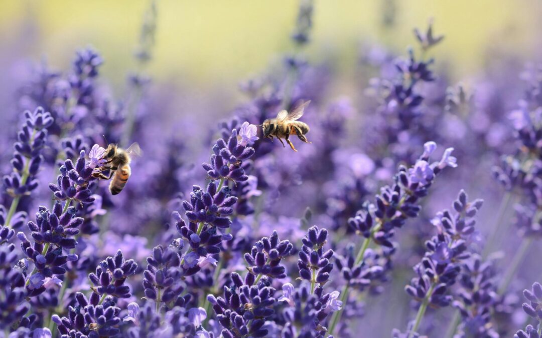 Buzzing in Harmony: The Role of Nature in Natural Burials