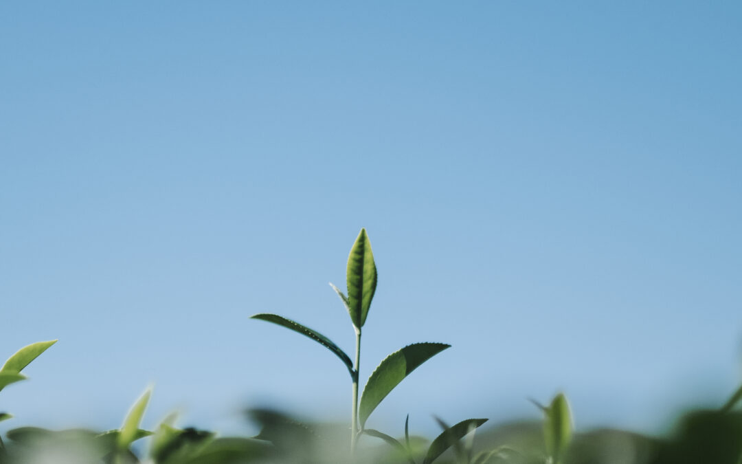 The Impact of Natural Burial on Local Ecosystems