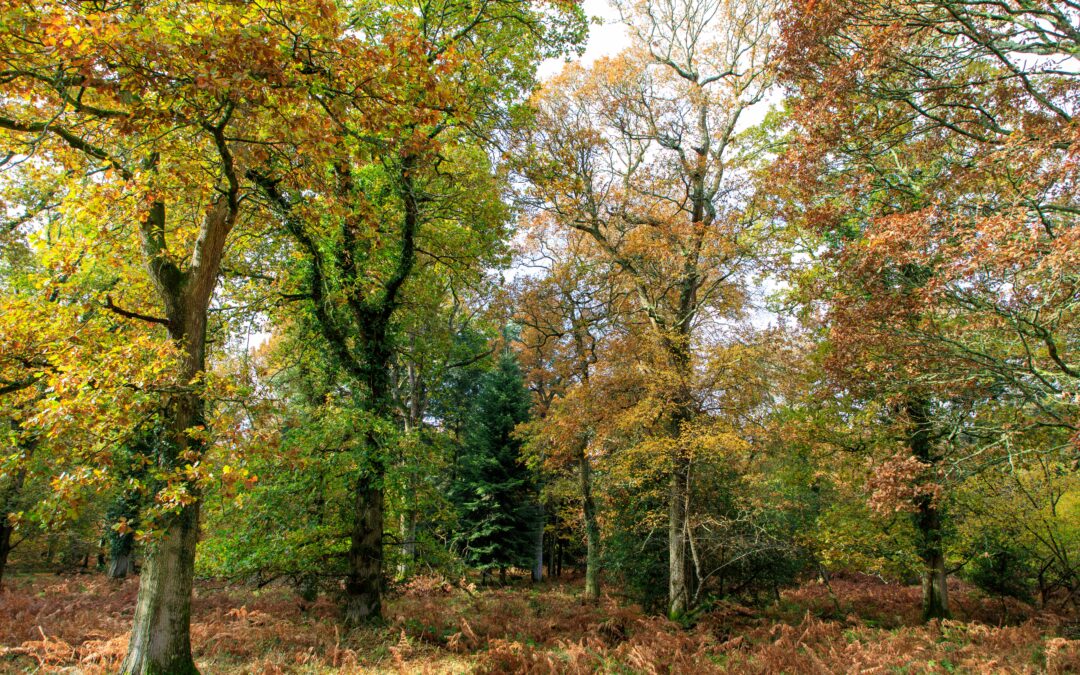 The Beauty and History of Arboretums