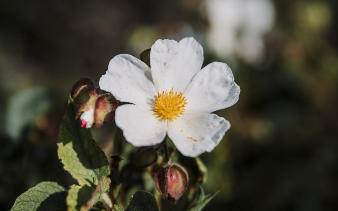 The Beauty of Nature as a Final Resting Place