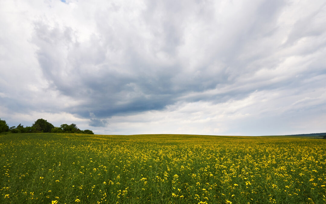 Why Natural Burial is a Meaningful Choice for Families