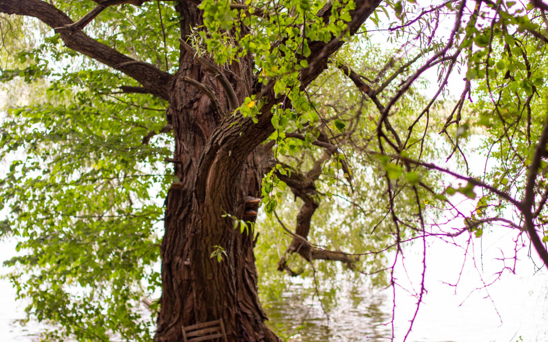 Natural Burial and Its Impact on the Environment