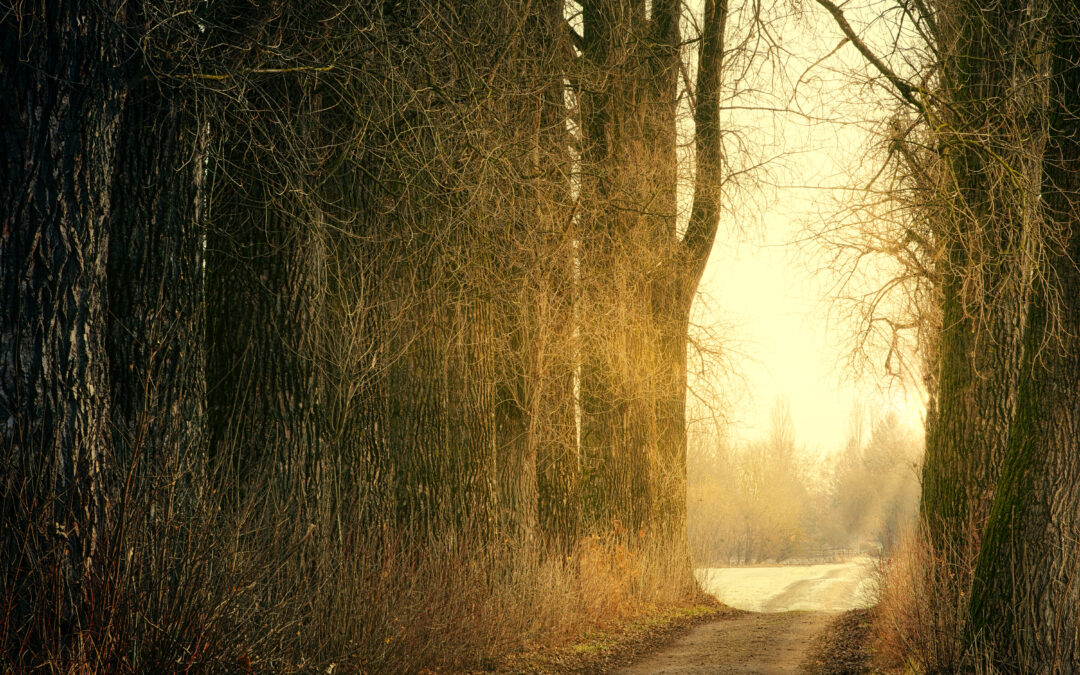 Finding Peace in Nature During Life’s Most Difficult Moments