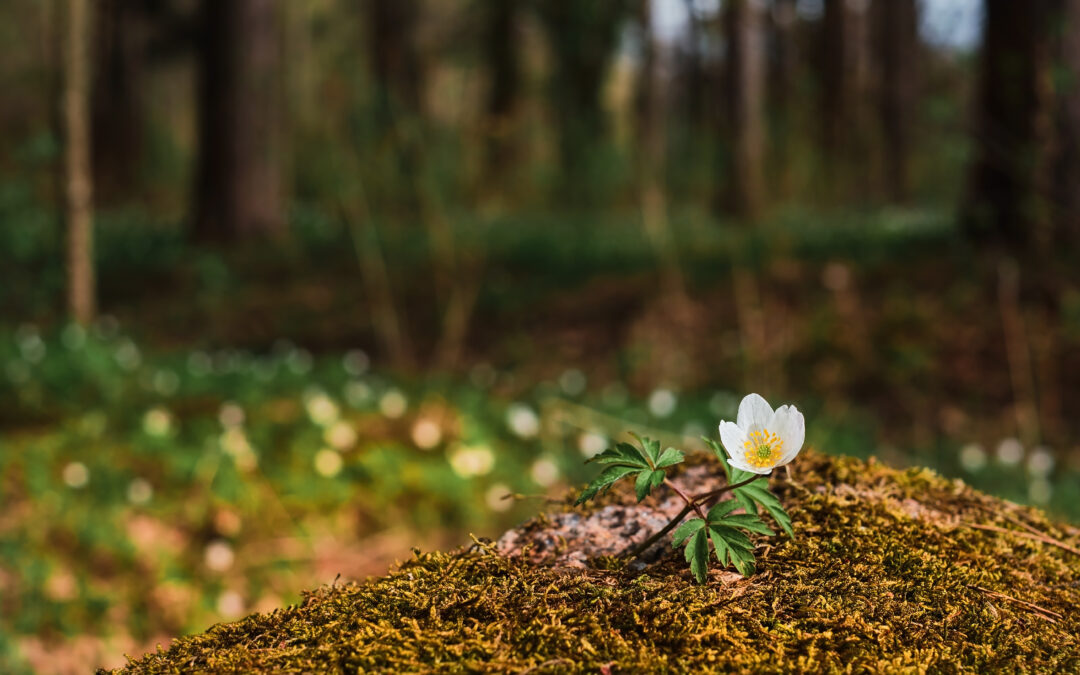 Eco-Friendly Burial Services are on the Rise