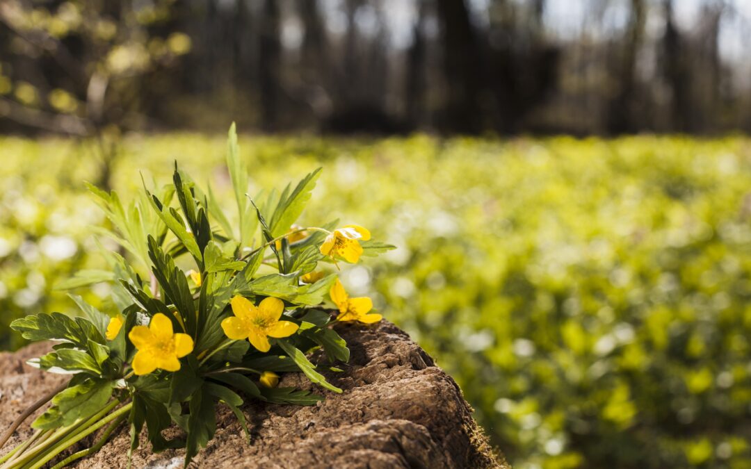 Green Burial or Traditional Burial: Which Is Right for You
