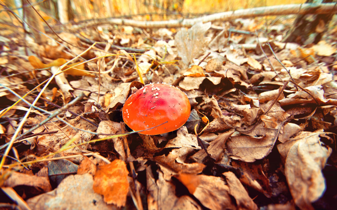 Mushroom Burial Suit Services That Support Natural Rest