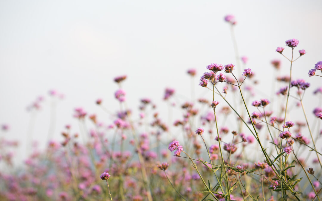 How Green Burial Saves Energy and Restores the Air