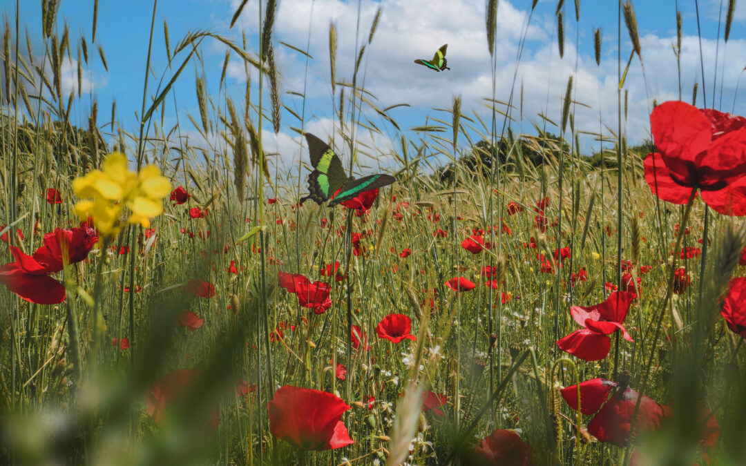 The Real Cost of Green Burial in Maryland Today