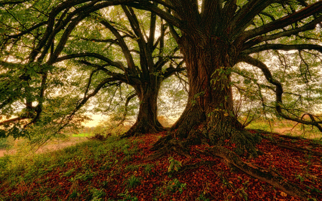 Understanding the Concept of Memory Trees
