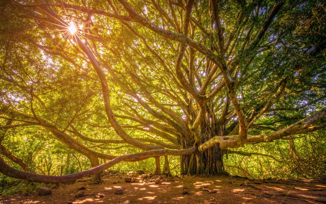 Embrace Tree Symbolism By Choosing A Natural Arboretum Burial