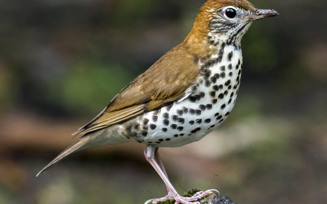 Spot Migrating Wildlife During Professional Spring Habitat Hikes