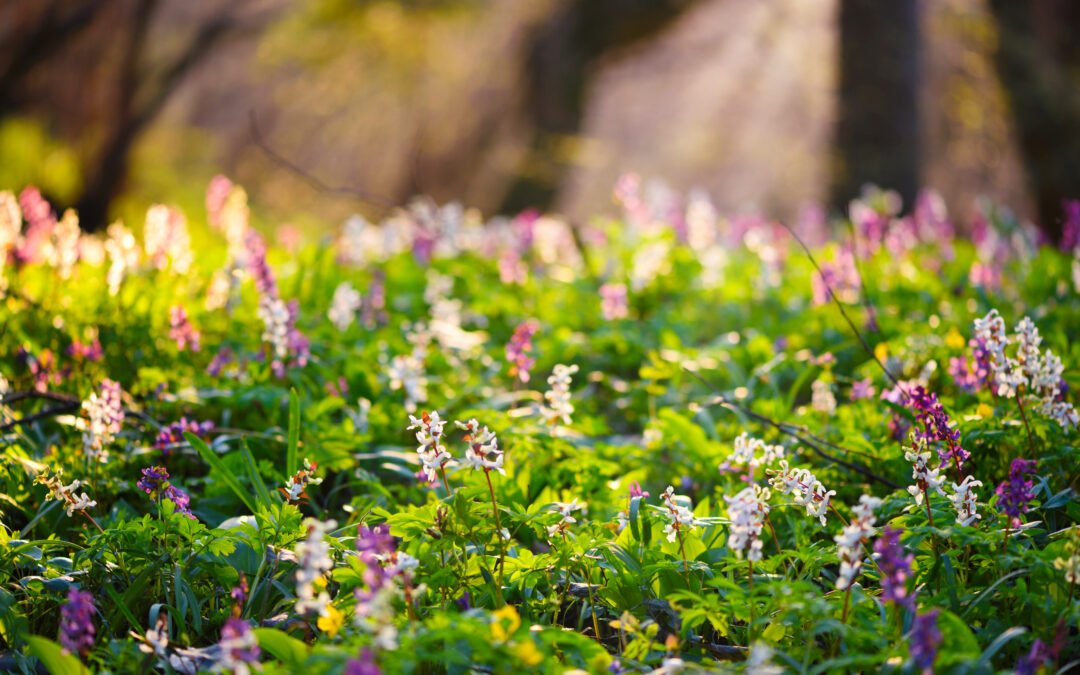 How Choosing Natural Burial Supports Earth Day Goals
