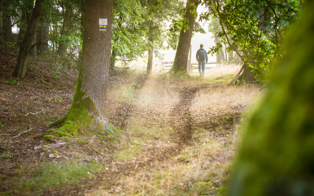 How Green Spaces Quietly Heal the Mind