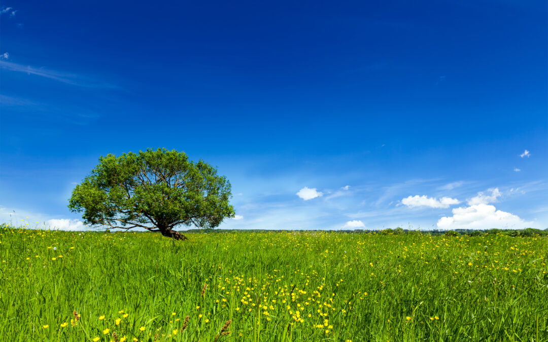 What Tree Symbolism Means in Grief and Loss