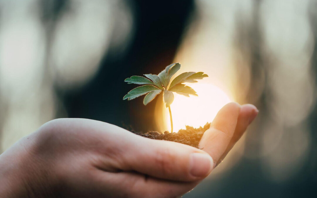 What Maryland Families Should Know About Human Composting