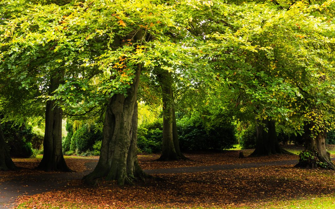 natural burial ceremony