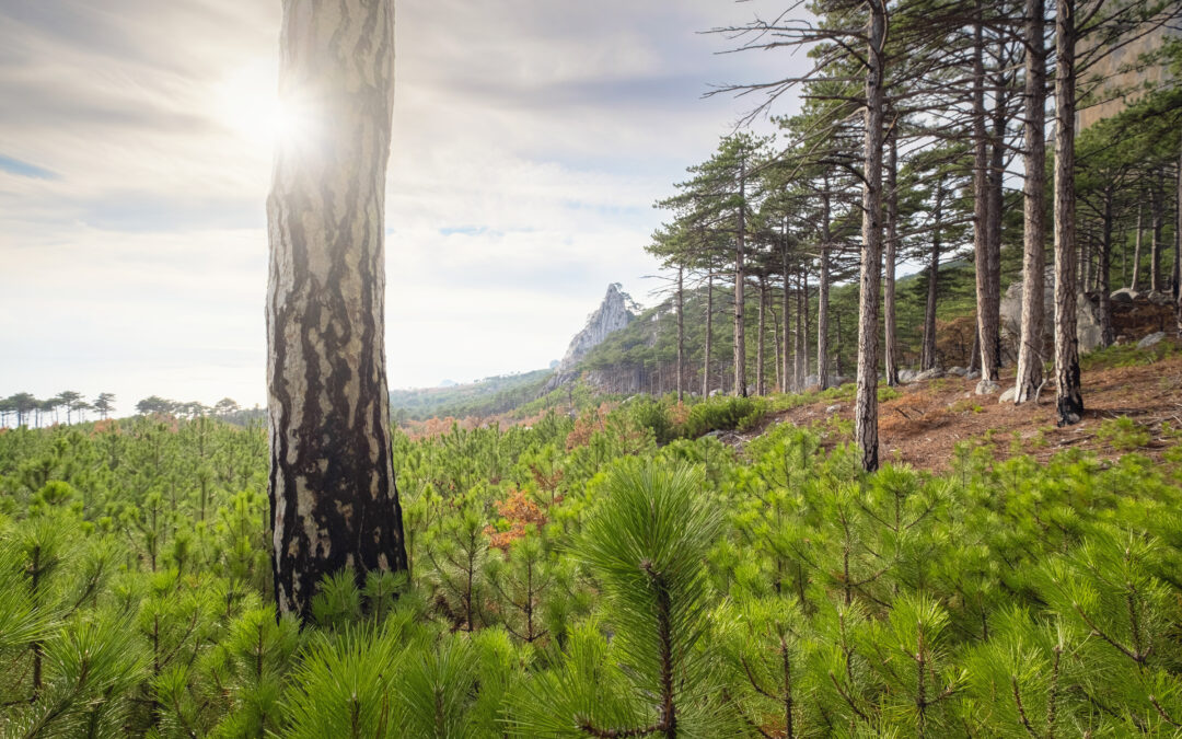 certified green burial cemeteries